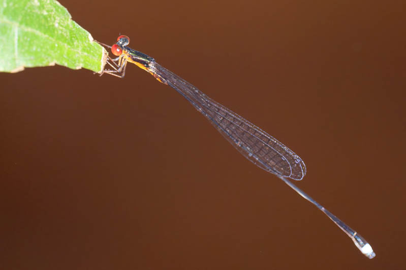 Psaironeura angeloi (Wispy Threadtail) male.jpg